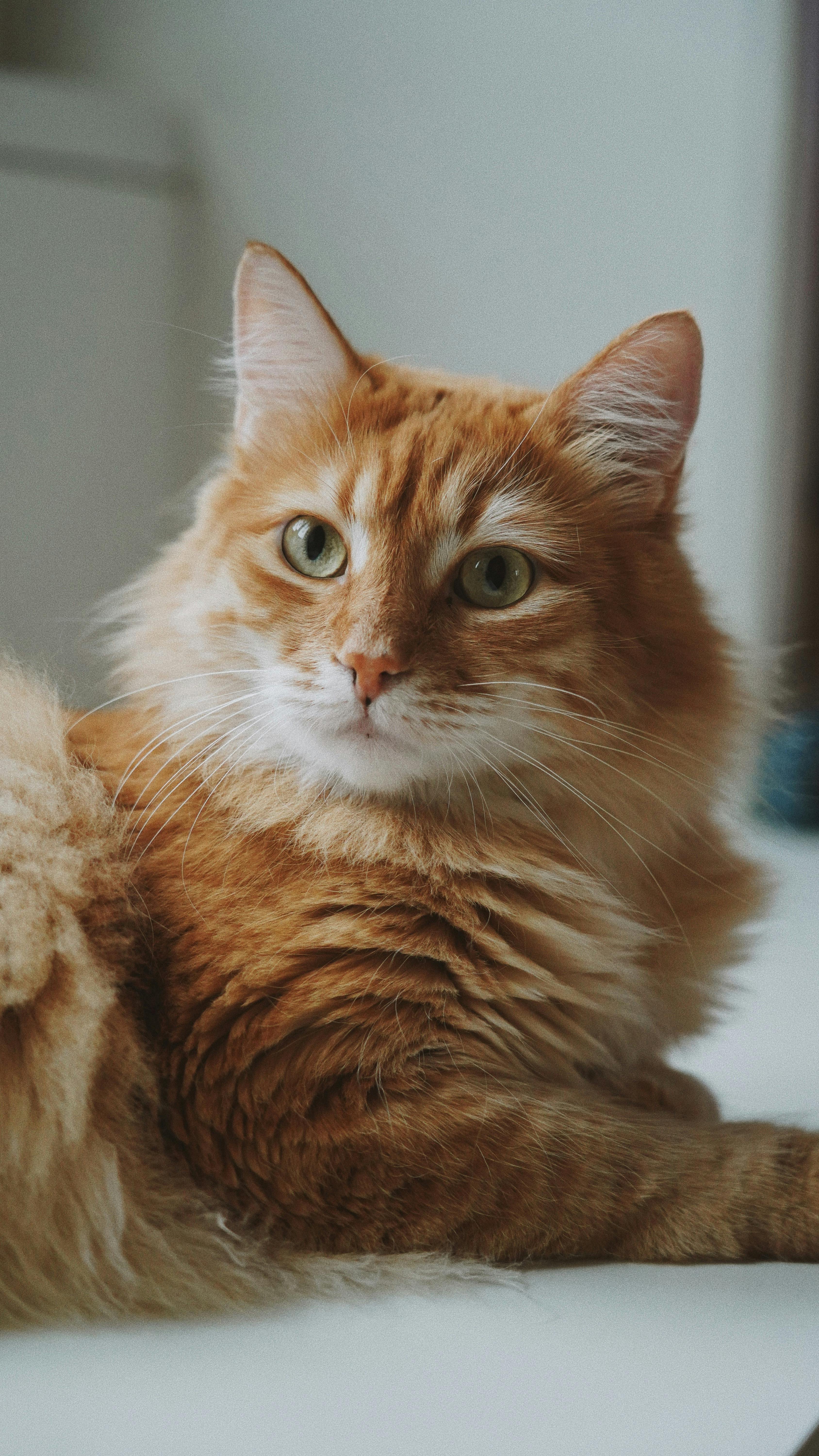 Adopción Feliz